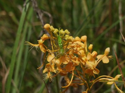 Platanthera ciliaris with lynx spider