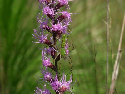 Liatris spicata with lynx spider