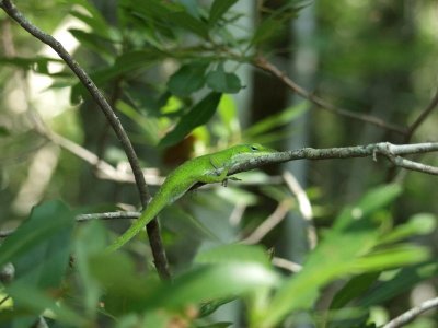 Anole (American chamelion) in tree