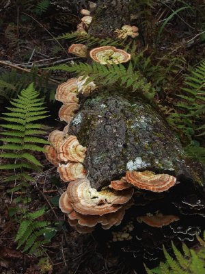 Turkey-tail fungus