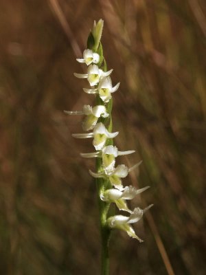 Spiranthes longilabris - flowers are secund or all facing in one direction