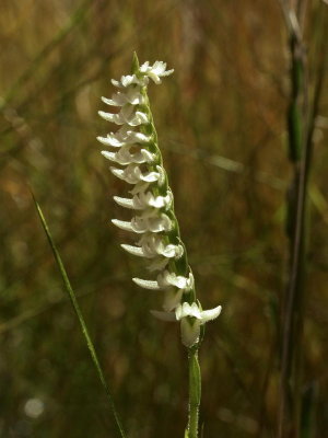 Spiranthes longilabris - another secund flower stem