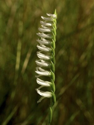 Spiranthes longilabris - another example of  secund  orientation photographed from the side
