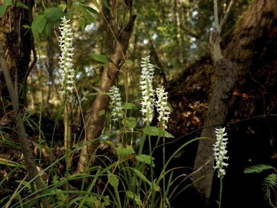 Spiranthes odorata group along the bank of Rice's Creek