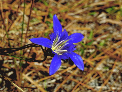 Another Gentiana autumnalis flower - I've never seen flowers as blue as these