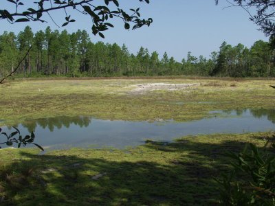 The pond at the parking lot in Green Swamp - just a bit of water in a low spot