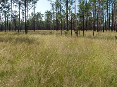 The four-foot-tall grasses in the longleaf pine savannah (Big Island) in the Green Swamp