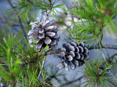 Pine cones