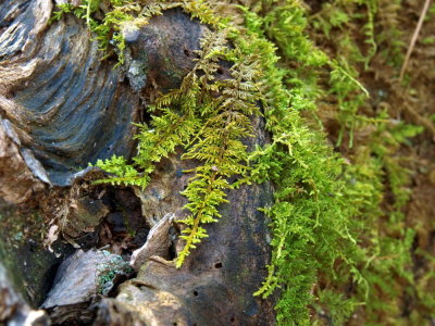 Closeup of plume moss on a tree stump