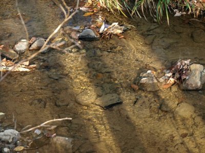 Stream shot using circular polarizer