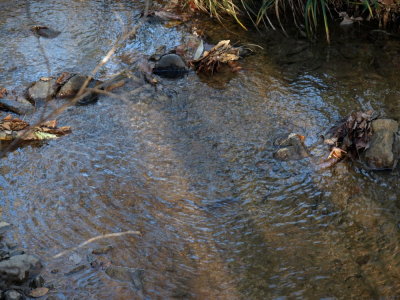 Same stream shot without circular polarizer