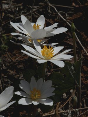 Bloodroot 5