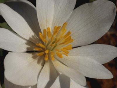 Bloodroot 8