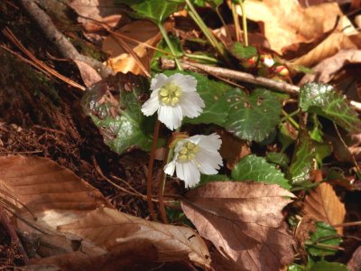 Oconee Bells 4