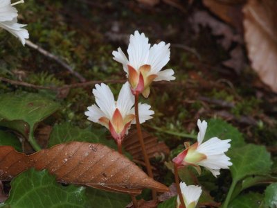 Oconee Bells 7