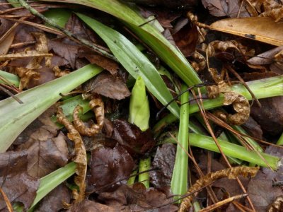 Helonias bullata vegetative shoot just emerging - leaves remain from last season