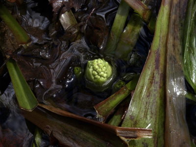 Helonias bullata flower bud growing