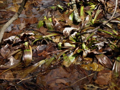 Helonias bullata group growing in water -- three buds showing