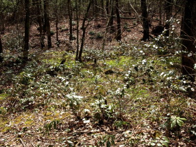 Helonias bullata environment -- montane bog