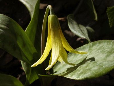 Erythronium americanum (Trout lily)