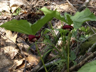 Trillium vaseyi (Wake Robin) - flowers hang beneath the leaves