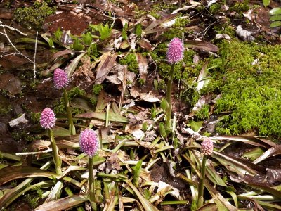 Helonias  bullata