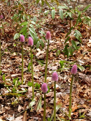 Helonias  bullata