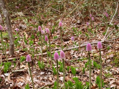 Helonias  bullata