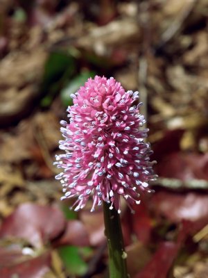 Helonias  bullata