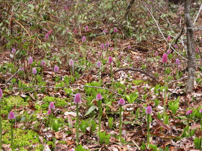 Helonias  bullata