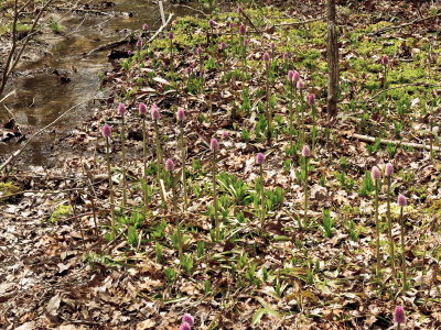 Helonias bullata