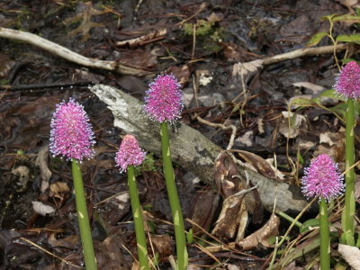 Helonias bullata