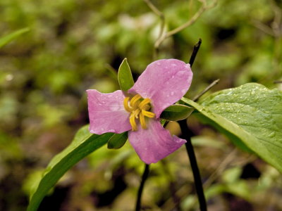 Trillium catesbaei - possibly a hybrid with T. grandiflorum