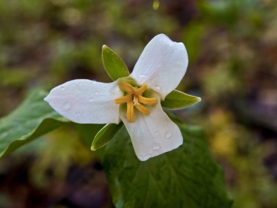 Trillium catesbaei - possibly a hybrid with T. grandiflorum