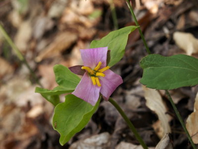 Trillium catesbaei