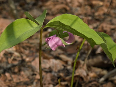 Trillium catesbaei