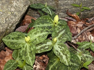 Trillium discolor