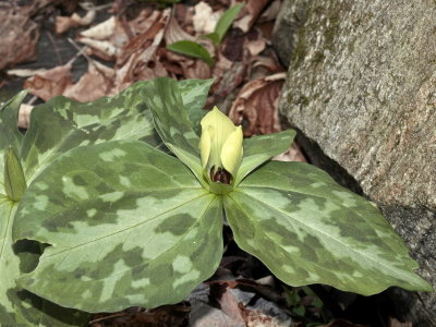Trillium discolor