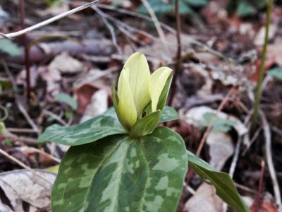Trillium discolor