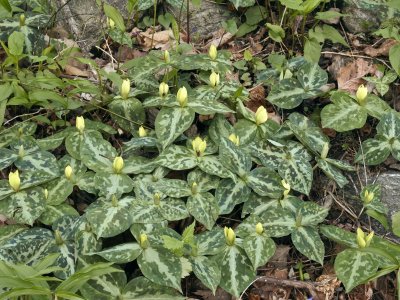 Trillium discolor