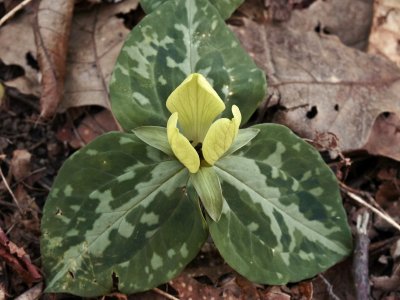Trillium discolor