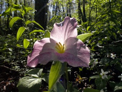 Trillium grandiflorum lit from behind