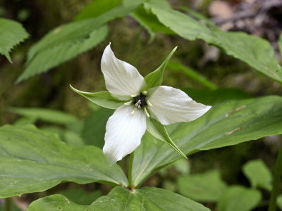 Trillium simile - some say this is T. erectum