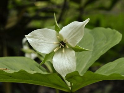 Trillium simile - looking more like T. simile should