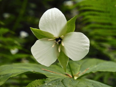 Trillium simile - recurved petals like T. vaseyi