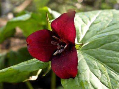 Trillium vaseyi - normally nodding, propped up on leaves