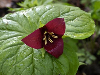 Trillium vaseyi - flower propped up on leaves