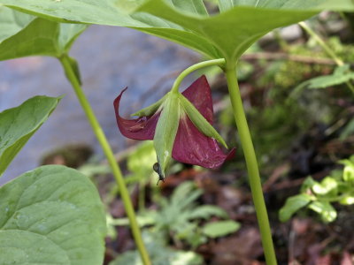 Trillium vaseyi - in normal nodding mode - note tiny snail on sepal