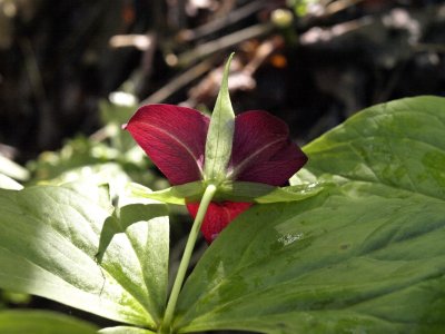 Trillium vaseyi - from rear, propped up on leaves