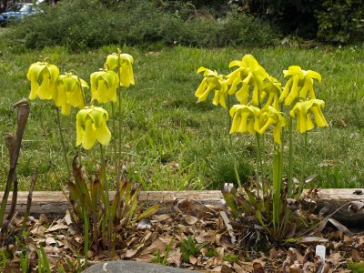 Front yard bog garden